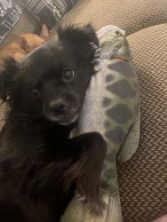 Lost Male Dog last seen Monje, Rosamond, CA 93560
