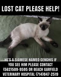 Lost Male Cat last seen Beach /Garfield, Huntington Beach, CA 92648