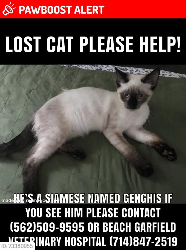 Lost Male Cat last seen Beach /Garfield, Huntington Beach, CA 92648