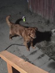 Found/Stray Female Dog last seen Linden and Geckler LN, Boise, ID 83706