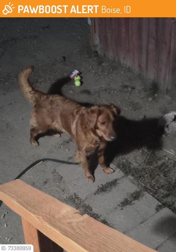 Found/Stray Female Dog last seen Linden and Geckler LN, Boise, ID 83706