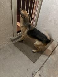Lost Male Dog last seen Howell, Albuquerque, NM 87109