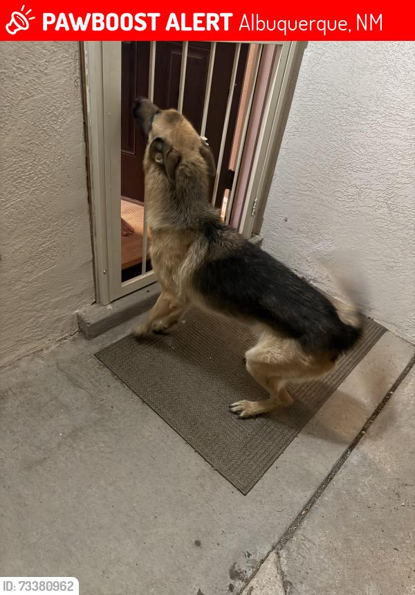 Lost Male Dog last seen Howell, Albuquerque, NM 87109