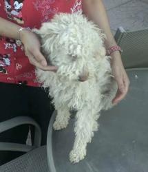 Lost Female Dog last seen Vista, El Paso, TX 79938
