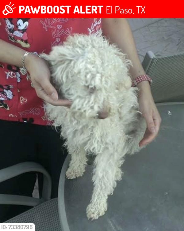 Lost Female Dog last seen Vista, El Paso, TX 79938