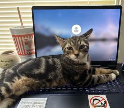 Lost Male Cat last seen Avalon Greens, Carson, CA 90745