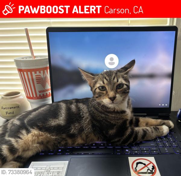 Lost Male Cat last seen Avalon Greens, Carson, CA 90745