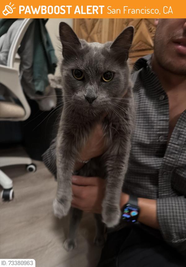 Found/Stray Unknown Cat last seen Page and Buchanan St, San Francisco, CA 94102