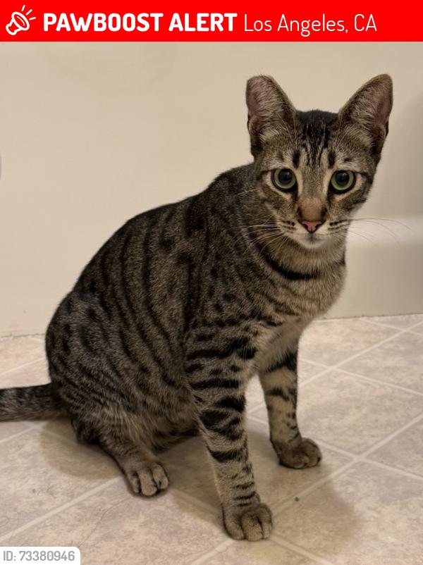 Lost Male Cat last seen Beloit Ave & Elderwood Street, Los Angeles, CA 90049, Los Angeles, CA 90049