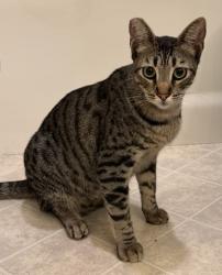 Lost Male Cat last seen Beloit Ave & Elderwood Street, Los Angeles, CA 90049, Los Angeles, CA 90049