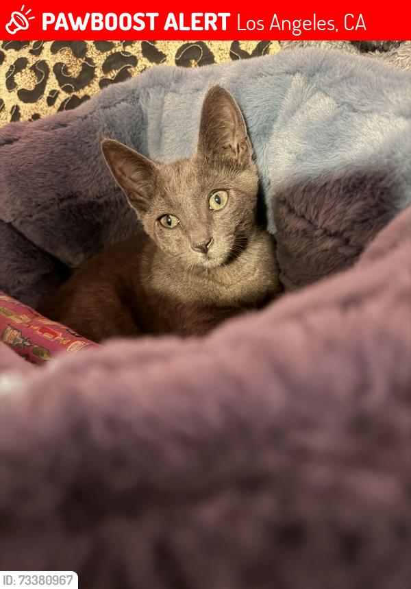 Lost Male Cat last seen 3rd Street & Gage Ave, Los Angeles, CA 90063
