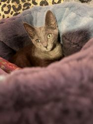 Lost Male Cat last seen 3rd Street & Gage Ave, Los Angeles, CA 90063