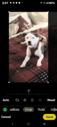 Lost Female Dog last seen Martin Luther King Blvd area, Tulsa, OK 74106