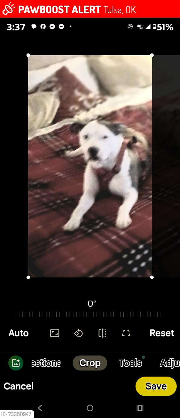 Lost Female Dog last seen Martin Luther King Blvd area, Tulsa, OK 74106