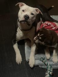 Lost Male Dog last seen desoto parkway, Fort Payne, AL 35967