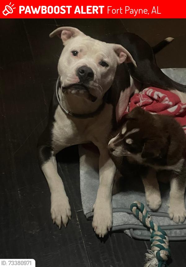 Lost Male Dog last seen desoto parkway, Fort Payne, AL 35967