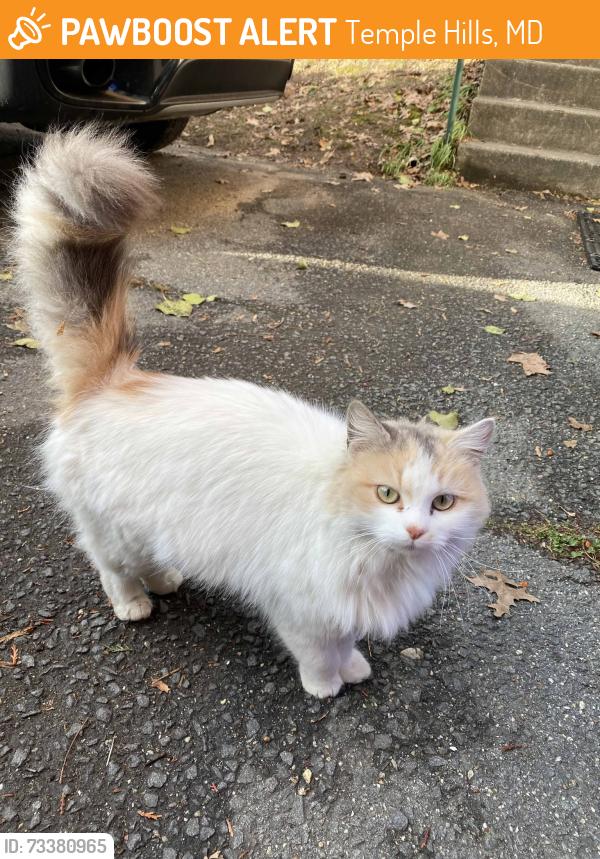 Found/Stray Female Cat last seen Near Block, Temple Hills, MD 20748