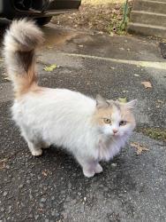 Found/Stray Female Cat last seen Near Block, Temple Hills, MD 20748