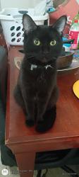 Lost Female Cat last seen Palm Springs Villas 2, Palm Springs, CA 92262