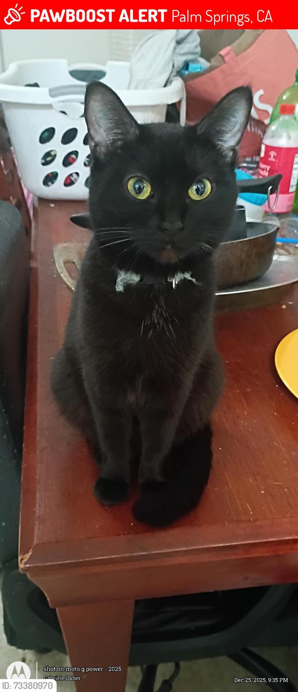 Lost Female Cat last seen Palm Springs Villas 2, Palm Springs, CA 92262