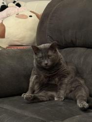 Lost Male Cat last seen Centennial, Saskatoon, SK 