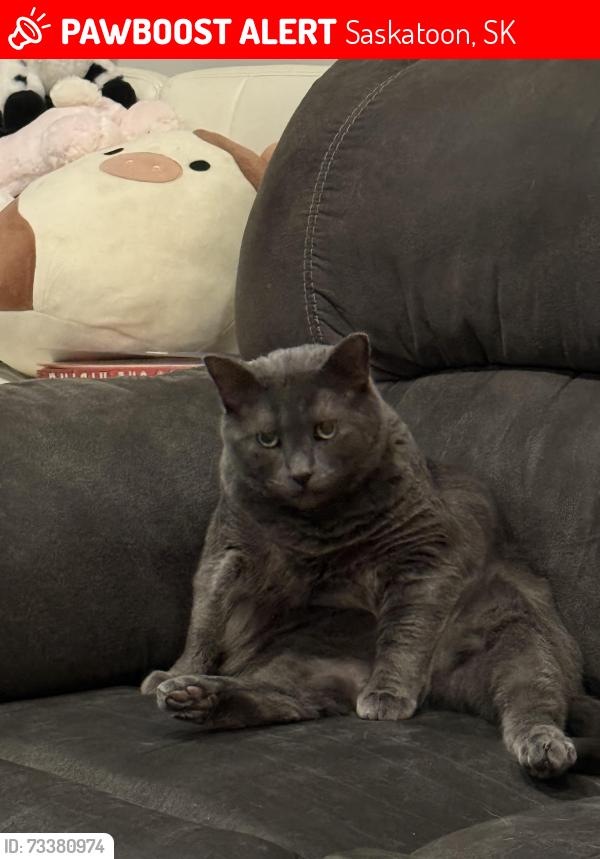 Lost Male Cat last seen Centennial, Saskatoon, SK 