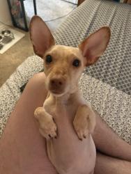 Lost Male Dog last seen hartland st/ costello st, Los Angeles, CA 91405