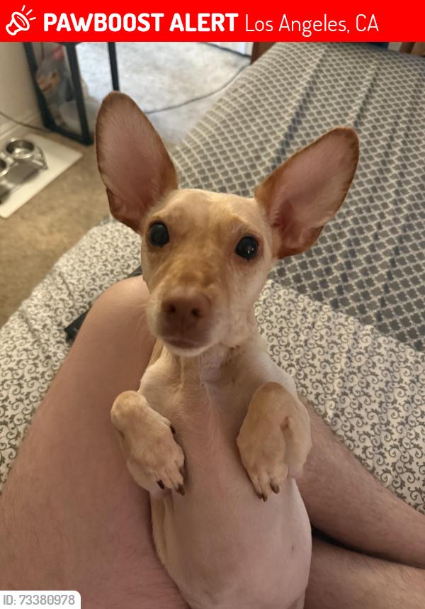 Lost Male Dog last seen hartland st/ costello st, Los Angeles, CA 91405
