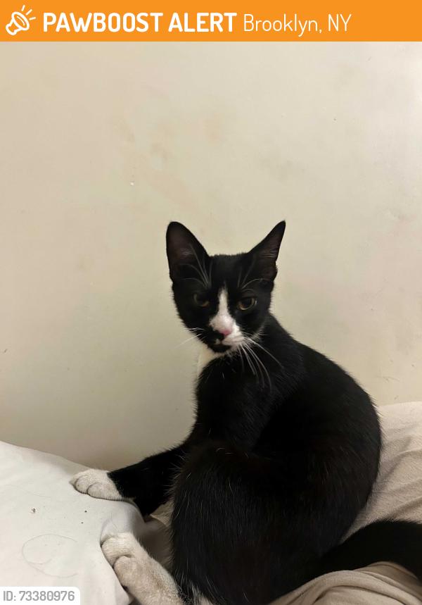 Found/Stray Male Cat last seen cook and manhattan street, Brooklyn, NY 11206