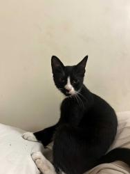 Found/Stray Male Cat last seen cook and manhattan street, Brooklyn, NY 11206