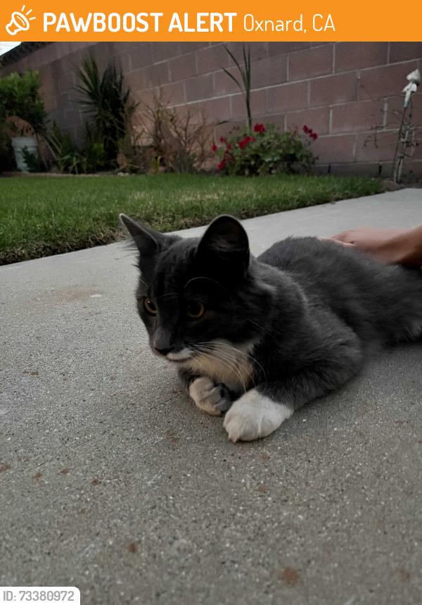 Found/Stray Unknown Cat last seen west cedar street, Oxnard, CA 93033