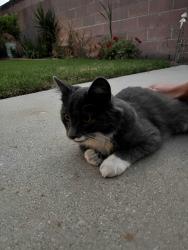 Found/Stray Unknown Cat last seen west cedar street, Oxnard, CA 93033