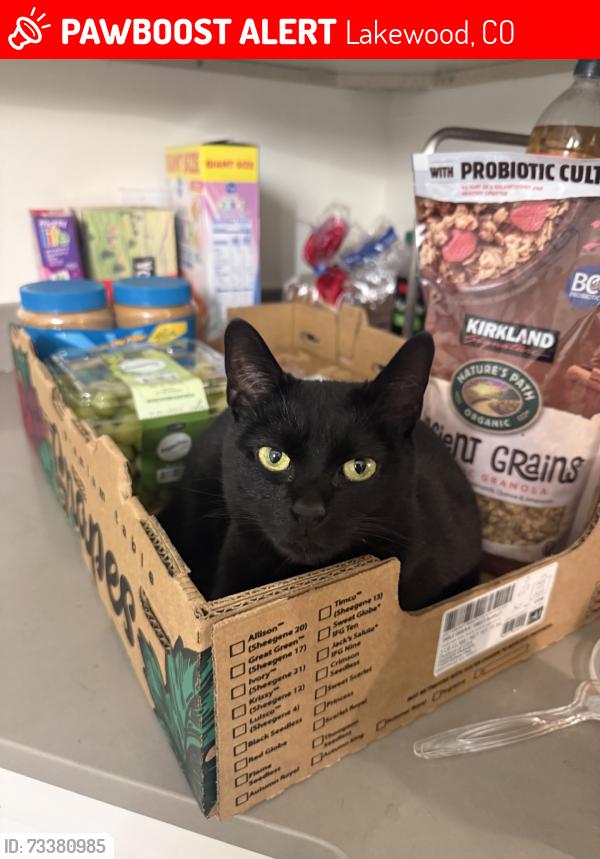 Lost Female Cat last seen Green Gables Park, Lakewood, CO 80232
