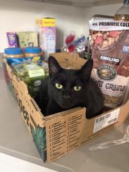 Lost Female Cat last seen Green Gables Park, Lakewood, CO 80232
