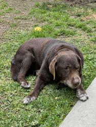 Reunited Male Dog last seen Artesia and orange, Long Beach, CA 90805