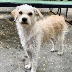 Shelter Stray Female Dog last seen , Oakland, CA, 1101 29th Ave, Oakland, CA 94601, USA