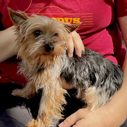 Shelter Stray Male Dog last seen , , CA, 1101 29th Ave, Oakland, CA 94601, USA