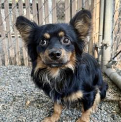 Shelter Stray Male Dog last seen , , CA, 1101 29th Ave, Oakland, CA 94601, USA