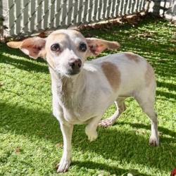 Shelter Stray Female Dog last seen West oakland bart station, Oakland, CA, 1101 29th Ave, Oakland, CA 94601, USA