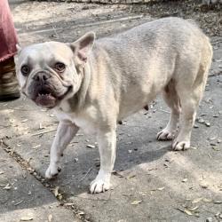 Shelter Stray Female Dog last seen Near anair way, Oakland, CA, 1101 29th Ave, Oakland, CA 94601, USA