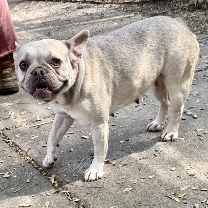 Shelter Stray Female Dog last seen Near anair way, Oakland, CA, 1101 29th Ave, Oakland, CA 94601, USA