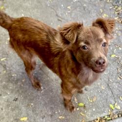 Shelter Stray Female Dog last seen Near E 16th St, Oakland,, 1101 29th Ave, Oakland, CA 94601, USA