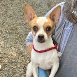 Shelter Stray Male Dog last seen Near Potomac St, Oakland, CA, 1101 29th Ave, Oakland, CA 94601, USA