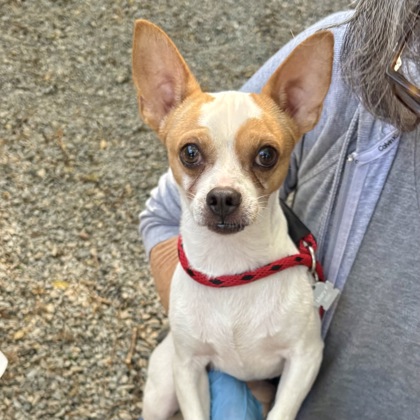 Shelter Stray Male Dog last seen Near Potomac St, Oakland, CA, 1101 29th Ave, Oakland, CA 94601, USA