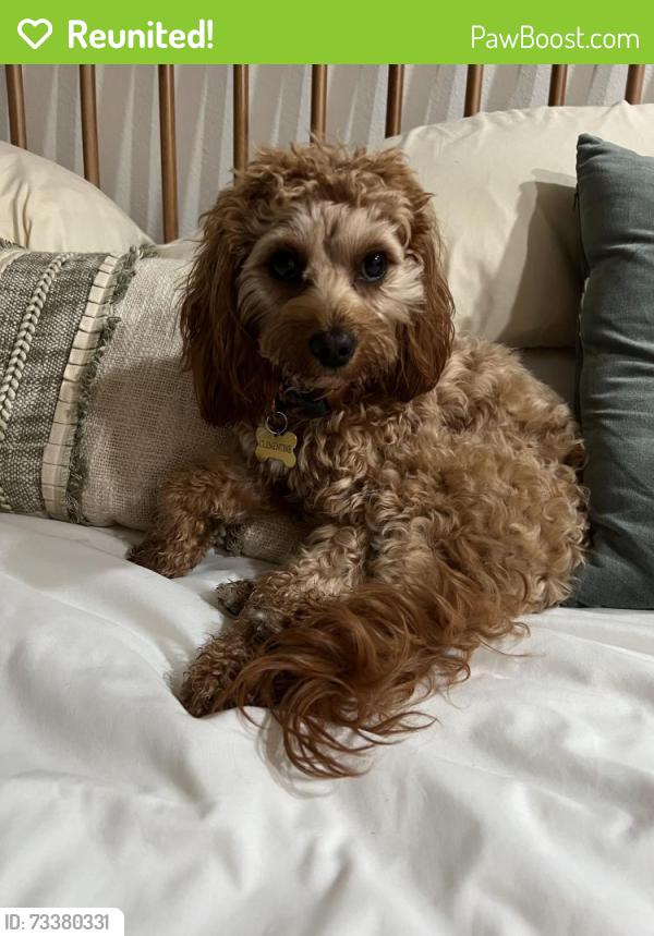 Reunited Female Dog last seen Near s pacific st, Oceanside, CA 92054