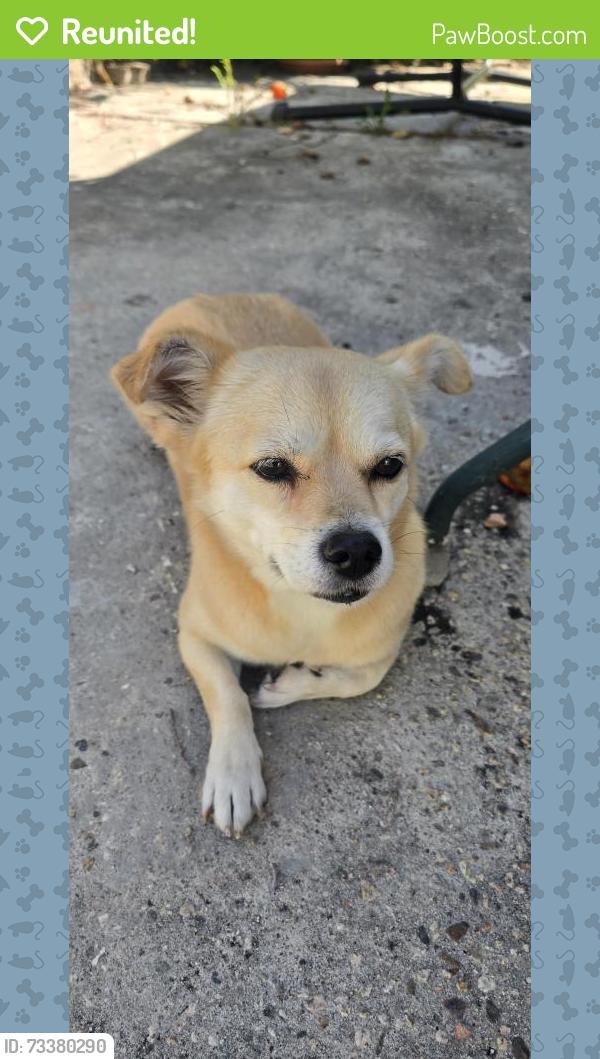 Reunited Female Dog last seen Two blocks away from haldale elementary, Torrance, CA 90501