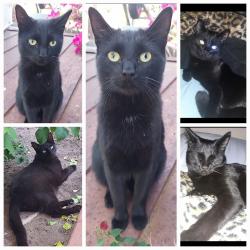 Lost Male Cat last seen Laxford St. & S. Vecino Ave, Glendora, CA 91740
