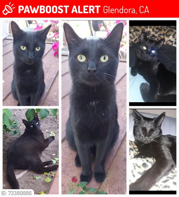 Lost Male Cat last seen Laxford St. & S. Vecino Ave, Glendora, CA 91740