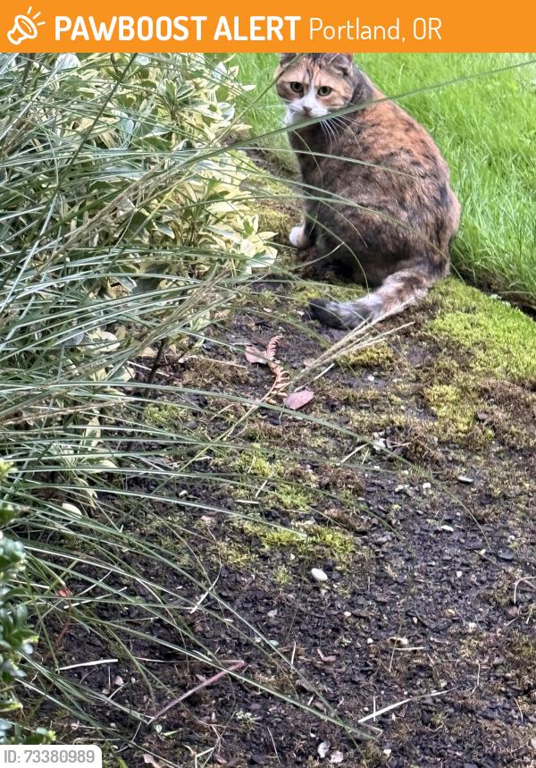 Found/Stray Unknown Cat last seen Courtyard at royal Oaks apmts, Portland, OR 97223