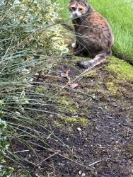 Found/Stray Unknown Cat last seen Courtyard at royal Oaks apmts, Portland, OR 97223